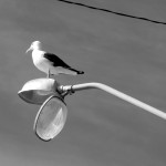 Gaivota no Poste (Mercado de Peixe - ItapoÃ¡/SC)